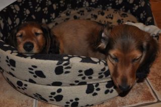 jamnik d�ugow�osy